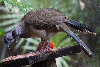 Ortalis vetula - Blauflügelguan (Braunflügel-Tschatschalaka)